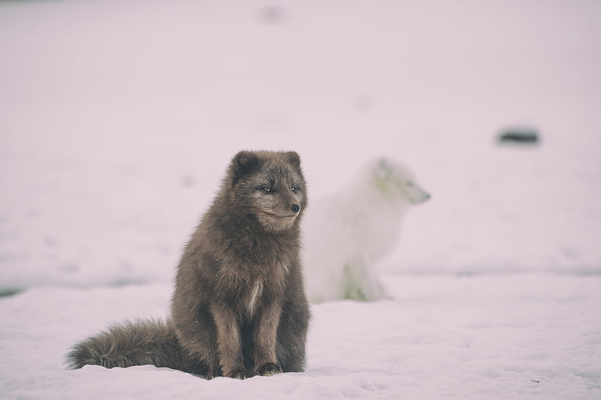 Arctic Fox in Snow with Blurred White Fox Background