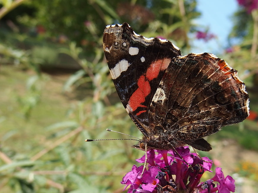 Red Admiral Butterfly on Purple Butterfly Bush Flower