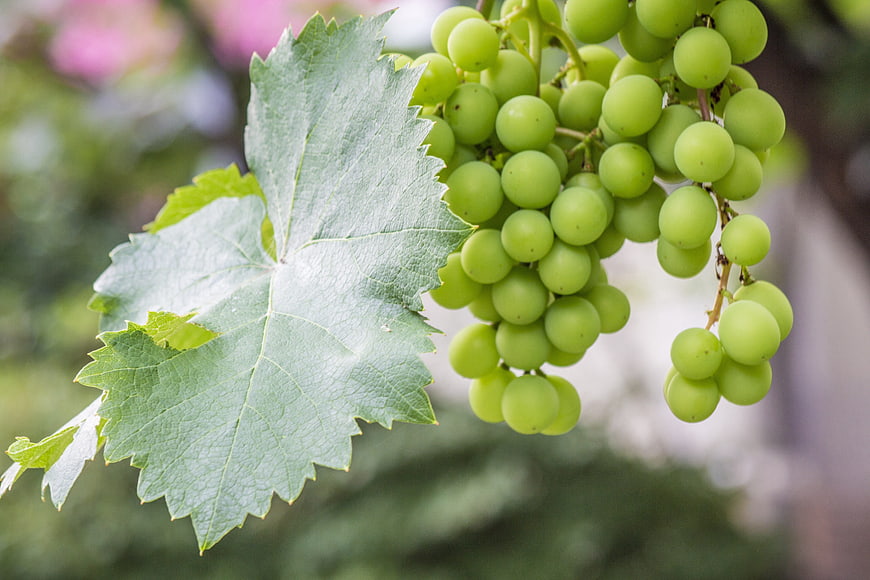 Fresh Green Grapes Hanging on Vine with Leaf