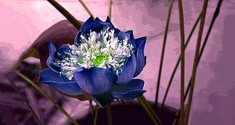 Artistic Blue Lotus Flower with Pink Background