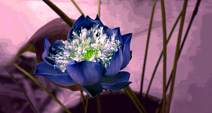 Artistic Blue Lotus Flower with Pink Background