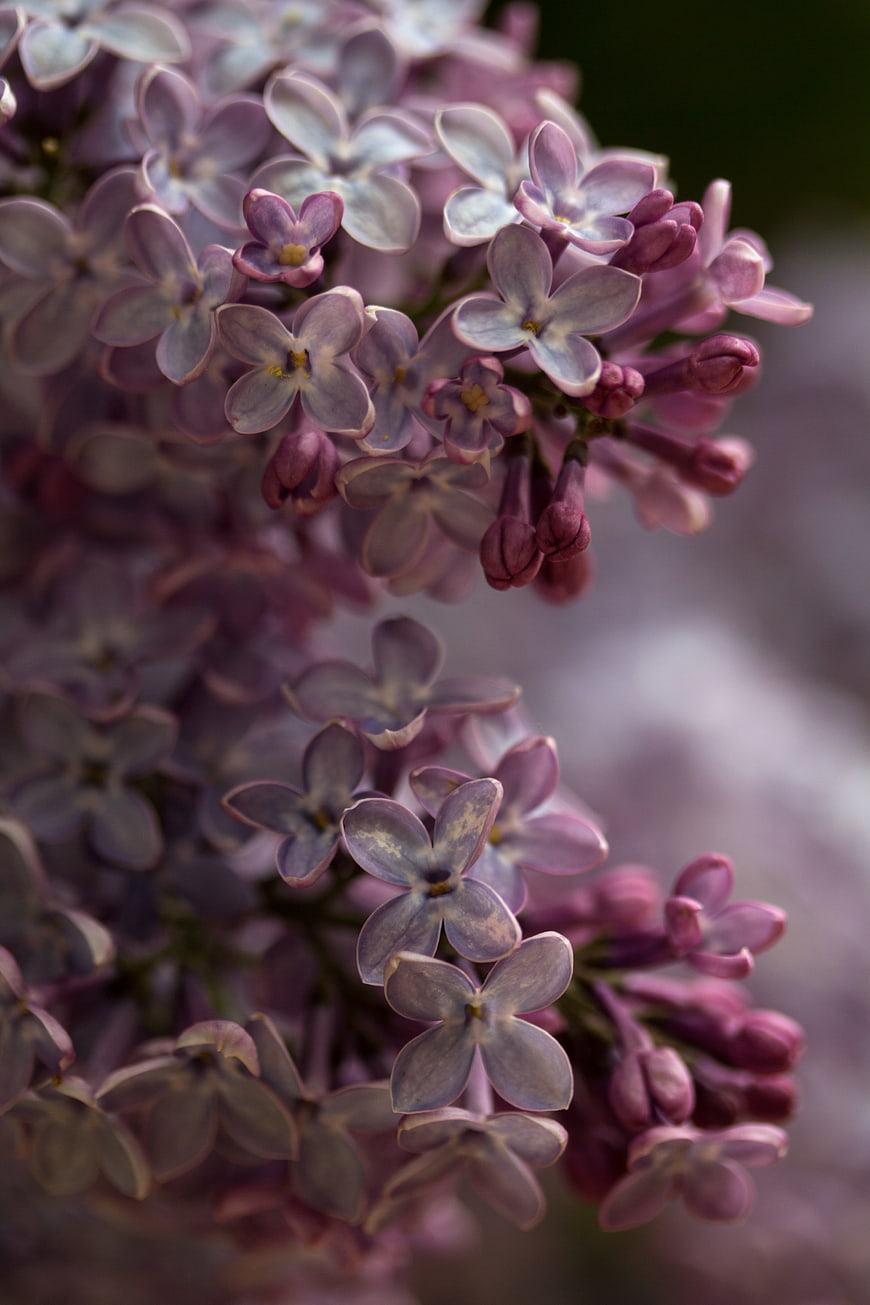 Close-up of purple lilac flowers in spring bloom