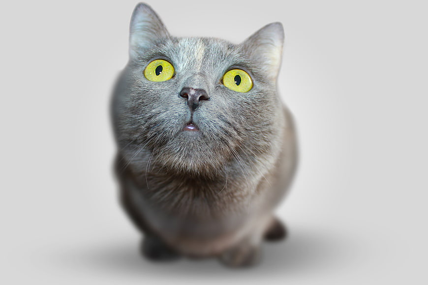 Grey Cat with Yellow Eyes Looking Up