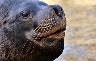 Close-up portrait of a sea lion face with whiskers