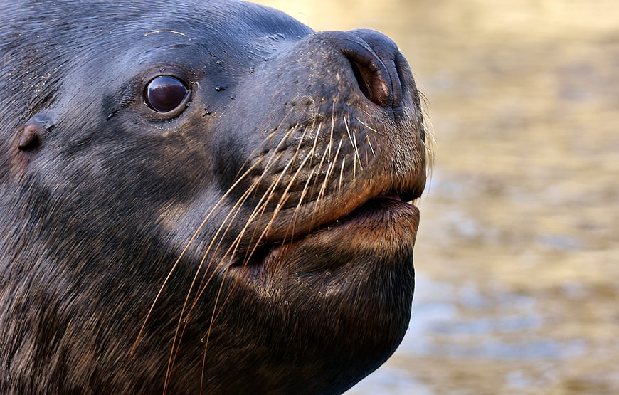 Close-up portrait of a sea lion face with whiskers