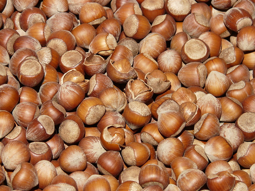 Close-up texture of roasted hazelnuts in shells
