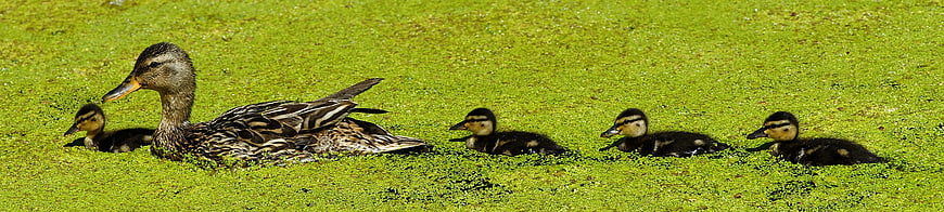 Mother Duck and Ducklings Swimming in Green Pond