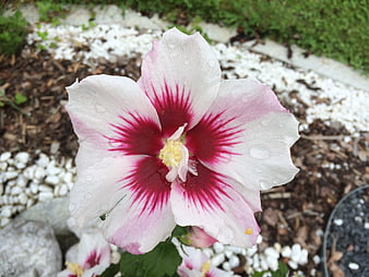 Close-up of white hibiscus flower with red center and water droplets