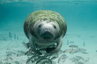 Underwater Portrait of Manatee with School of Fish