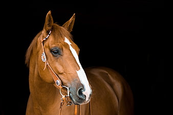 Brown Horse with Decorative Bridle on Black Background