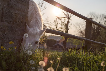 White Horse Peeking from Stone Wall at Sunset
