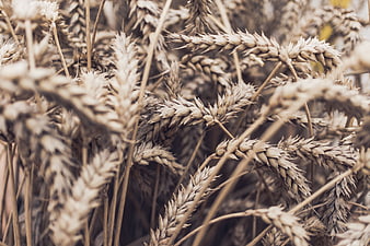 Close-up of golden wheat stalks in a field