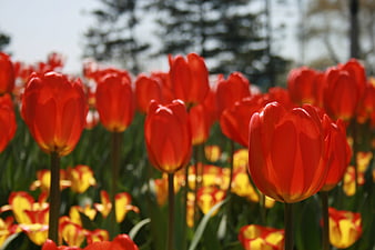 Vibrant Red Tulips in a Spring Garden