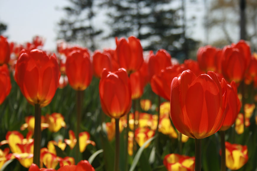 Vibrant Red Tulips in a Spring Garden