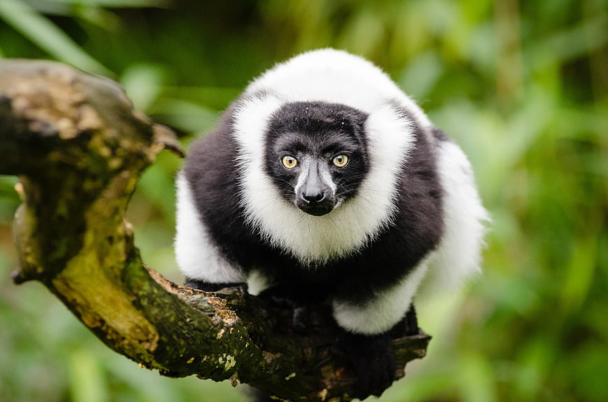 Black and White Lemur Portrait on Tree Branch