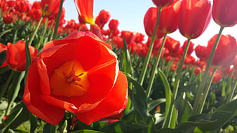 Vibrant Red Tulip Close-Up in Spring Field