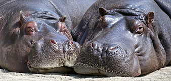 Two Resting Hippos Lying Side By Side On Sand