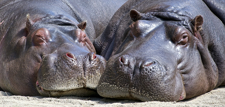 Two Resting Hippos Lying Side By Side On Sand