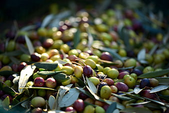 Freshly harvested olives with leaves in natural sunlight