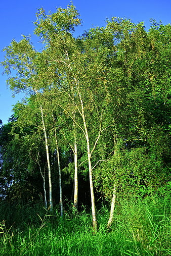 Tall Birch Trees in Lush Green Forest Under Blue Sky