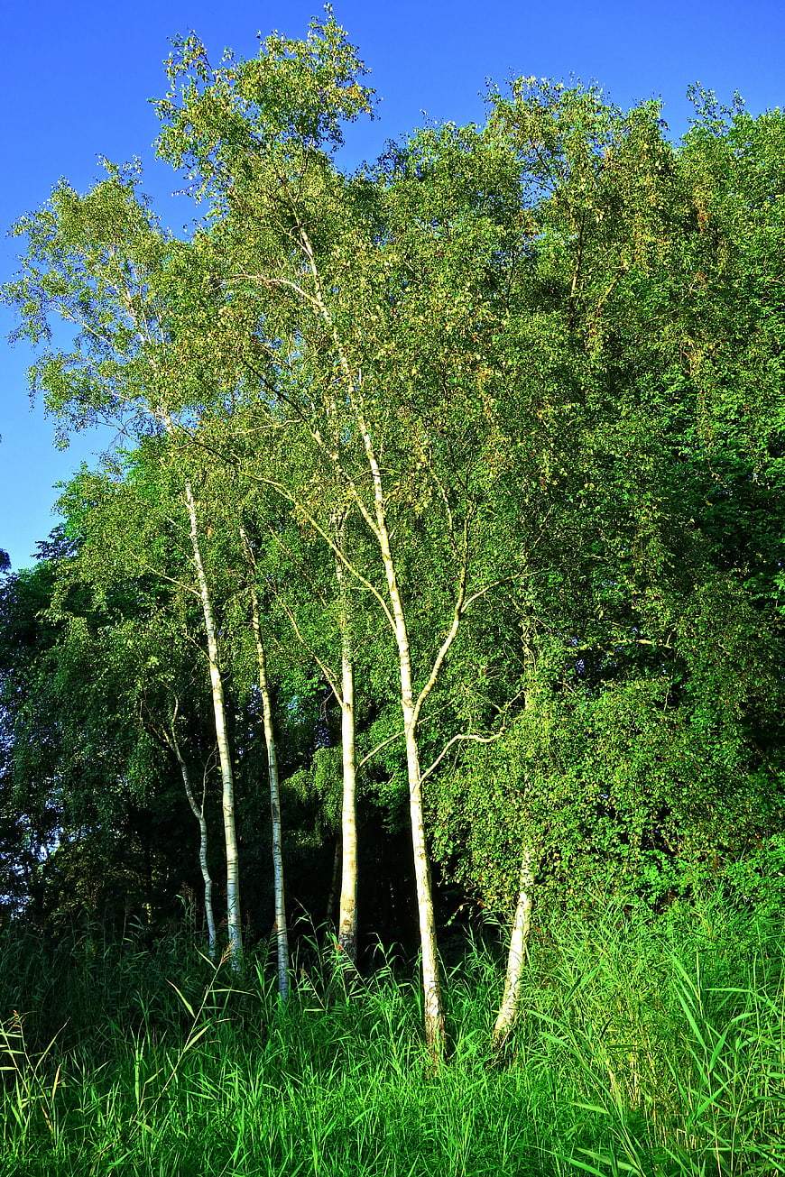 Tall Birch Trees in Lush Green Forest Under Blue Sky