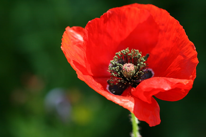 Vibrant Red Poppy Flower Close-Up on Green Background