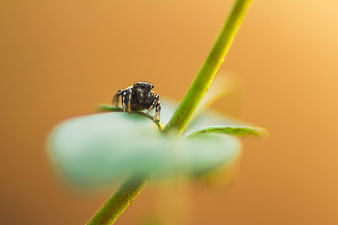 Macro photography of a jumping spider on a green plant stem