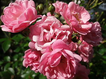 Close-up of vibrant pink roses in a garden