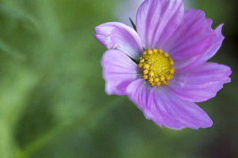 Close-up of a purple cosmos flower with yellow center