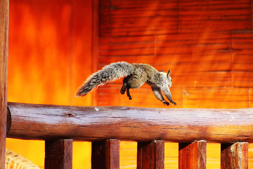 Gray Squirrel Jumping on Wooden Railing
