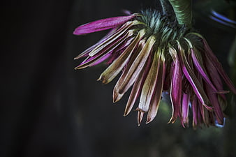 Close-up of Withered Purple Clematis Flower on Dark Background