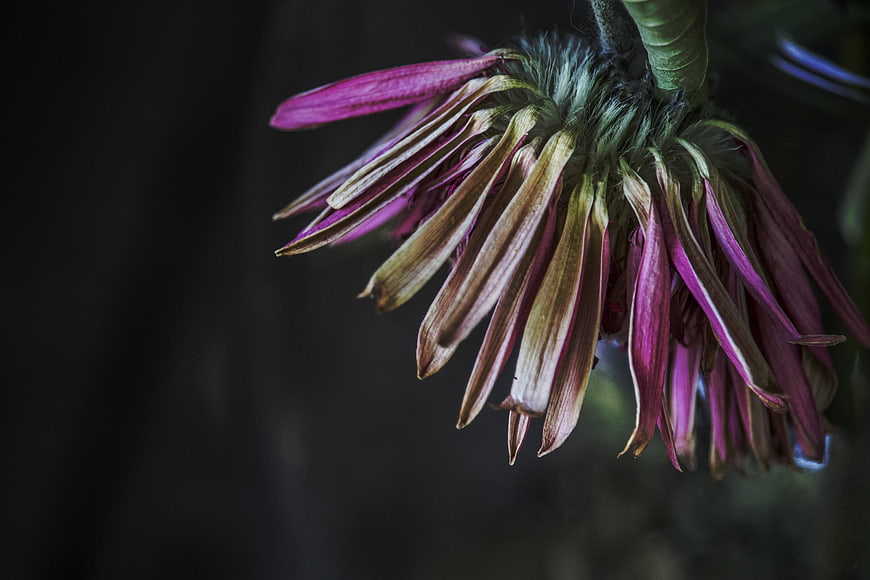 Close-up of Withered Purple Clematis Flower on Dark Background