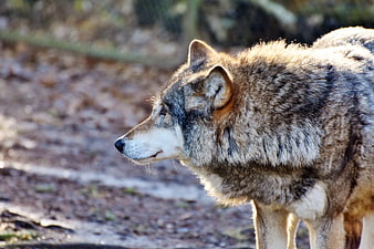 European Wolf Profile In Natural Forest Habitat