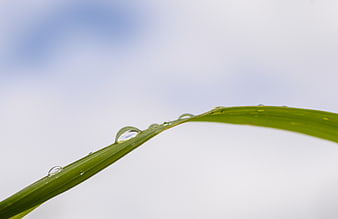 Close-up of green grass blade with water droplets against sky