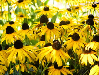 Vibrant Yellow Black-Eyed Susans in Full Bloom