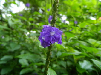 Close-up of purple Mexican petunia flower in green garden