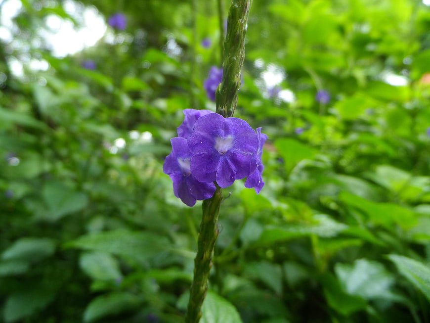 Close-up of purple Mexican petunia flower in green garden