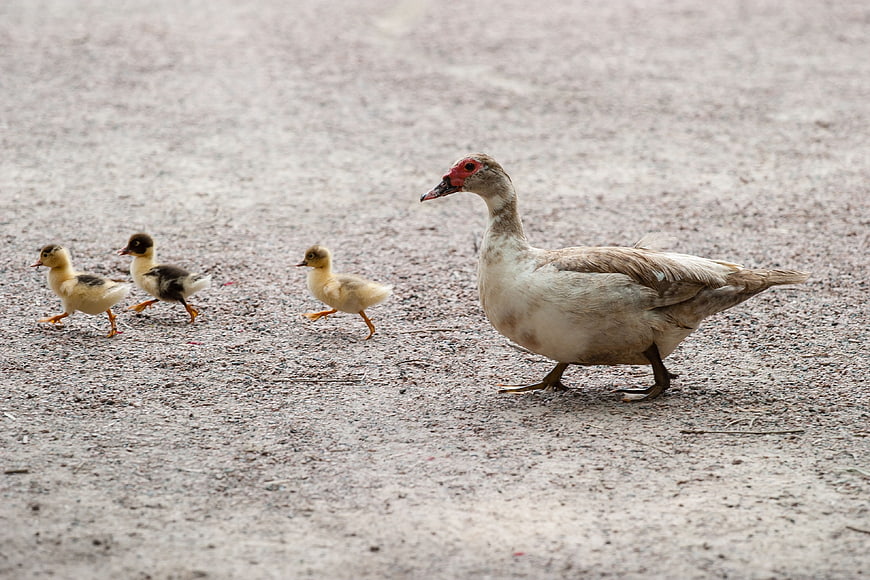 Muscovy Duck Mother Walking with Three Ducklings on Gravel