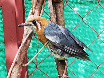 Orange-headed Thrush perched on branch in cage
