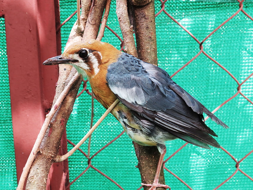 Orange-headed Thrush perched on branch in cage