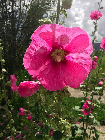 Vibrant Pink Hollyhock Flower in Garden