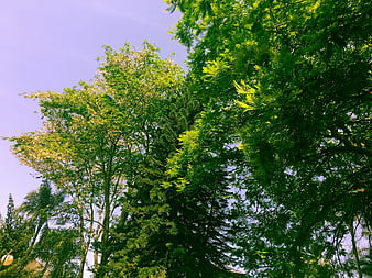 Low angle view of lush green trees against a purple sky