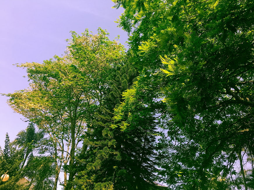 Low angle view of lush green trees against a purple sky