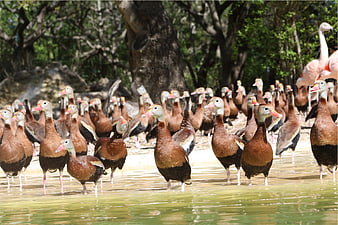 Flock of Black-bellied Whistling Ducks in Shallow Water