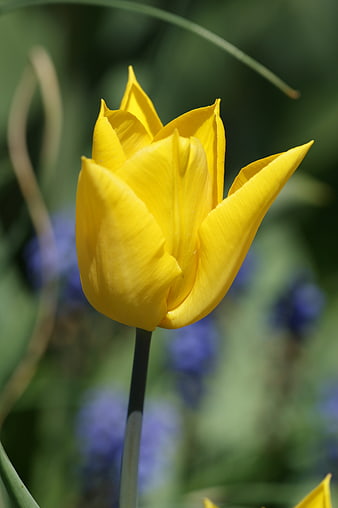 Close-up of a vibrant yellow tulip in a spring garden