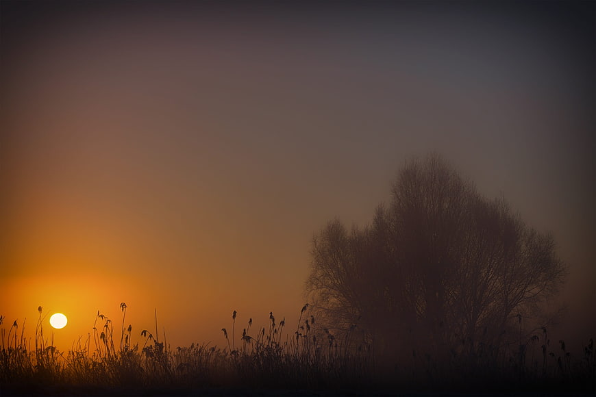 Misty Sunrise Over Silhouetted Trees and Reeds