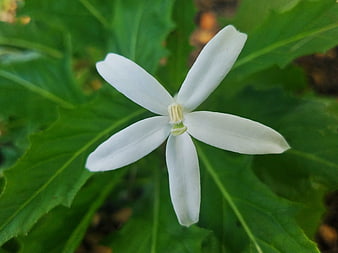 Close-up of a white star-shaped flower on green leaves