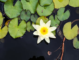 Yellow Water Lily Floating on Dark Pond Water