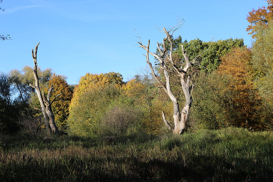 Dead trees in autumn forest landscape with blue sky