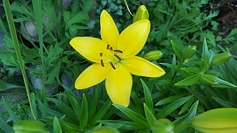 Vibrant Yellow Lily Flower in Green Garden